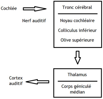 Cortex auditif — Wikipédia