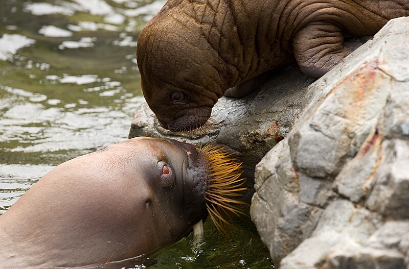 File:Walrus - Kamogawa Seaworld - 3.jpg