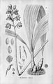 Warrea warreana (as syn. Warrea tricolor) plate 81 in: Alfred Cogniaux: Flora Brasiliensis vol. 3 pt. 5 (1898-1902)