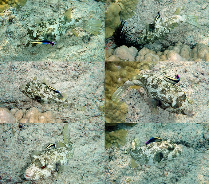 File:White-spotted puffer is being cleaned by Hawaiian cleaner wrasse.jpg