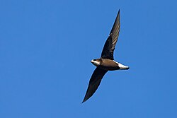 White-throated Needletail 0A2A6919.jpg