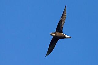 <span class="mw-page-title-main">White-throated needletail</span> Species of bird