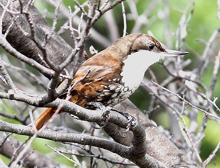 White throated