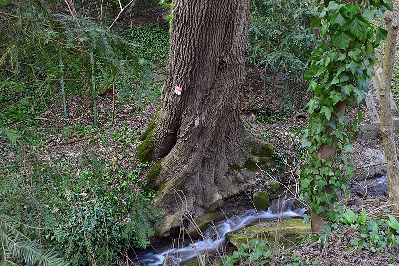 File:Wien-Penzing - Naturdenkmal 332 - Esche (Fraxinus excelsior).jpg