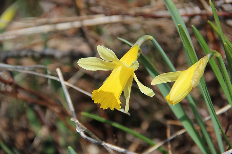 File:Wild daffodil - Narcissus pseudonarcissus - panoramio (7).jpg