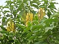 Wild ginger (Azores) .JPG