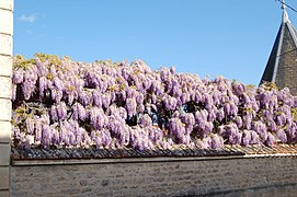 Wisteria sinensis en Charente (France)