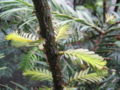 New growth on trunk