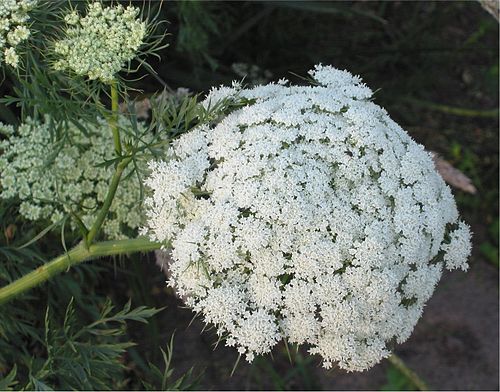 Зонтик моркови. Морковь Дикая (Daucus carota). Дикая морковь, морковник. Daucus carota цветок. Дикая морковь зонтичные.