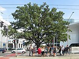 Wroclaw Przewodnik oak.jpg