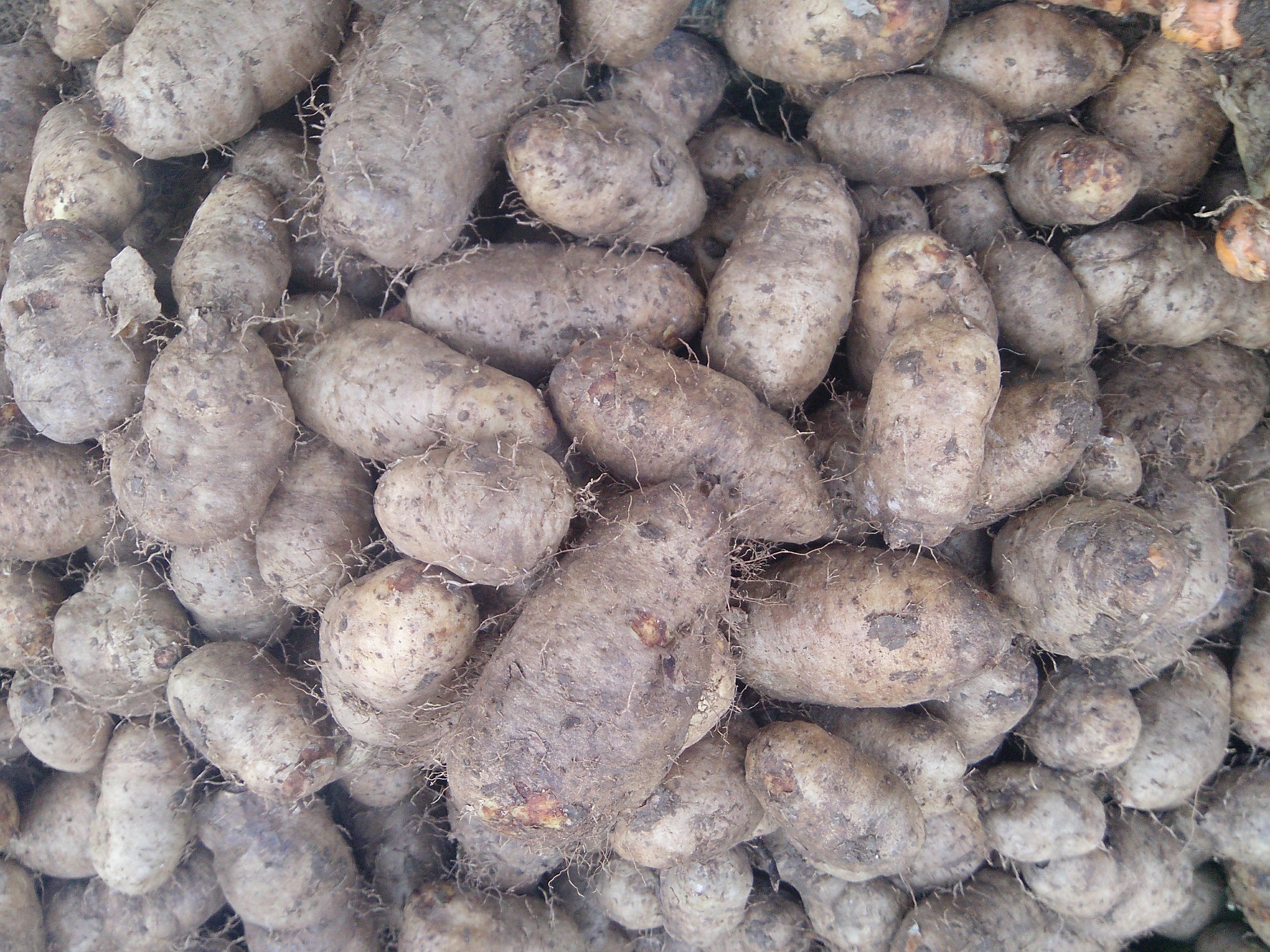 File:Yellow yam at Asian supermarket in New Jersey.jpg - Wikimedia Commons