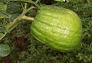 A mature fruit of Diamante citron gets to big size