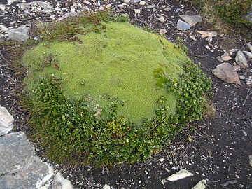 Yareta (Azorella compacta)