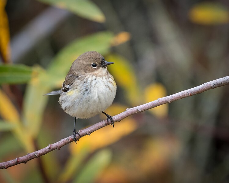 File:Yellow-rumped Warbler (Audubon's) (39488044452).jpg