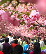 Bunga sakura bermekaran di dekat kampus dan banyak dikunjungi oleh turis.