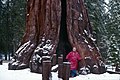 Mariposa Grove, USA 1980