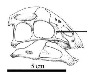 <i>Yulong mini</i> species of reptile (fossil)