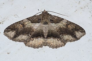 <i>Zale galbanata</i> Species of moth