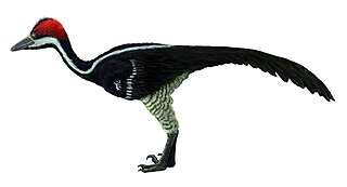 <span class="mw-page-title-main">Troodontinae</span> Extinct subfamily of dinosaurs