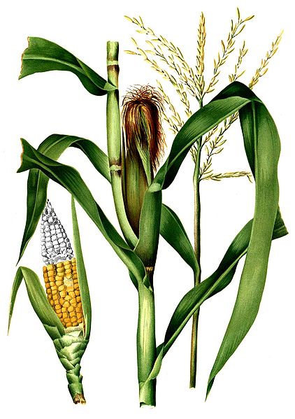 File:Zea mays Blanco2.279-cropped.jpg