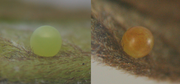 An egg on a host plant leaf. On the left, the egg is one day old; on the right, it is three days old.