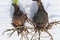 Zephyranthes mesochloa- Soriano, Palmar, Pradera húmeda al margen de la Cañada de las Pajas 2.JPG