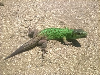 <i>Lacerta strigata</i> Species of lizard