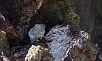 Миша в Голосіївському парку. Автор: Наталія Єфімова, CC-BY-SA-4.0