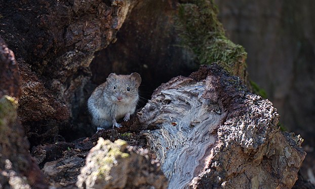 Wood mouse, an inhabitant of Holosiivskyi Forest. Kyiv. (NataYefimova)