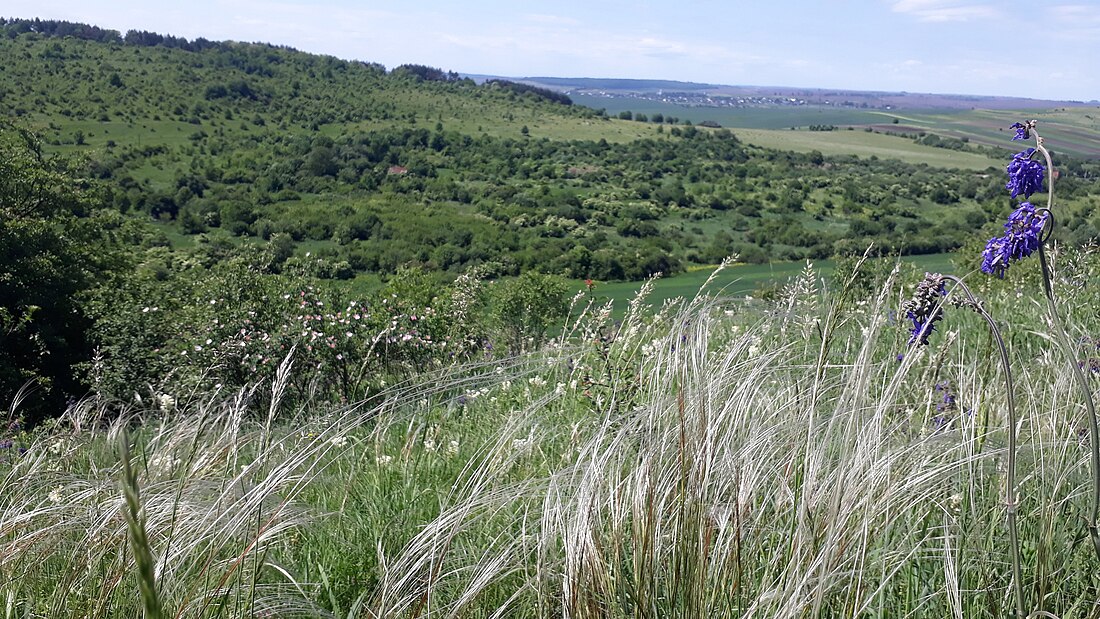 Великі Голди