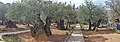 Оld Olive trees in the Garden of Gethsemane, 12.jpg