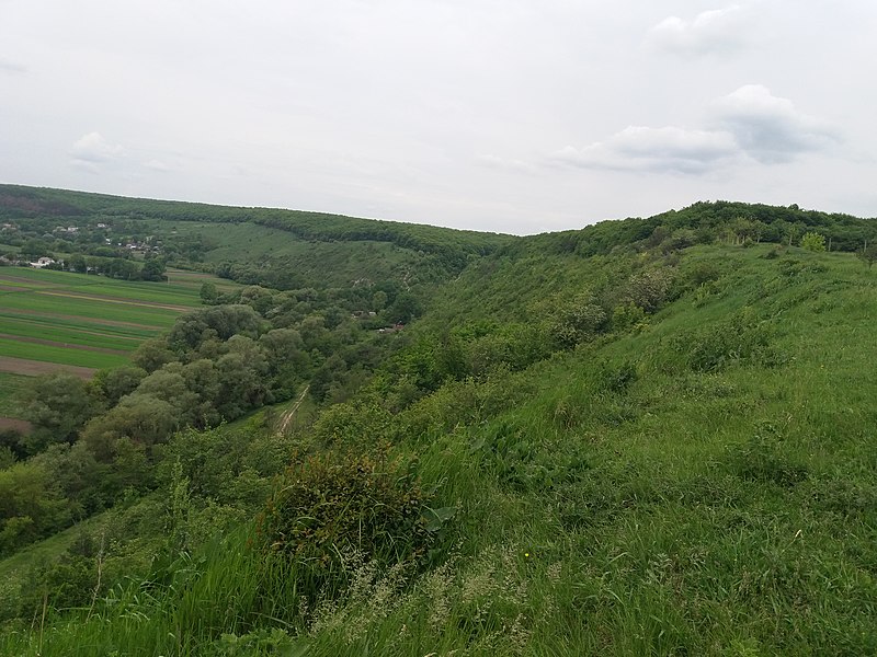 File:Підгорянський ботанічний заказник, в межах камянистого схилу на околиці с. Підгора.jpg