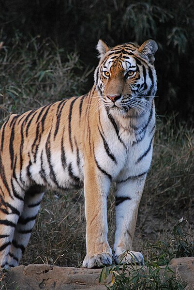 File:アムールトラ（Siberian Tiger） (5339412720).jpg