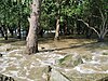 Mangrove forest