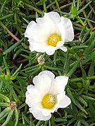 Portulaca grandiflora