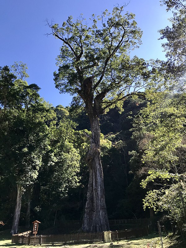 神木樟樹公