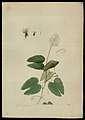 (Bauhinia longipetala, Benth.)., da Coleção Brasiliana Iconográfica.jpg