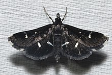 - 5173 - Diasemiodes nigralis (21032823923) .jpg