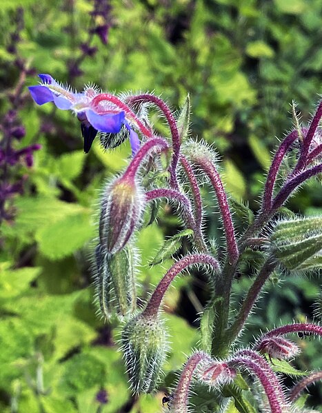 File:00 2100 Borretsch (Borago officinalis).jpg