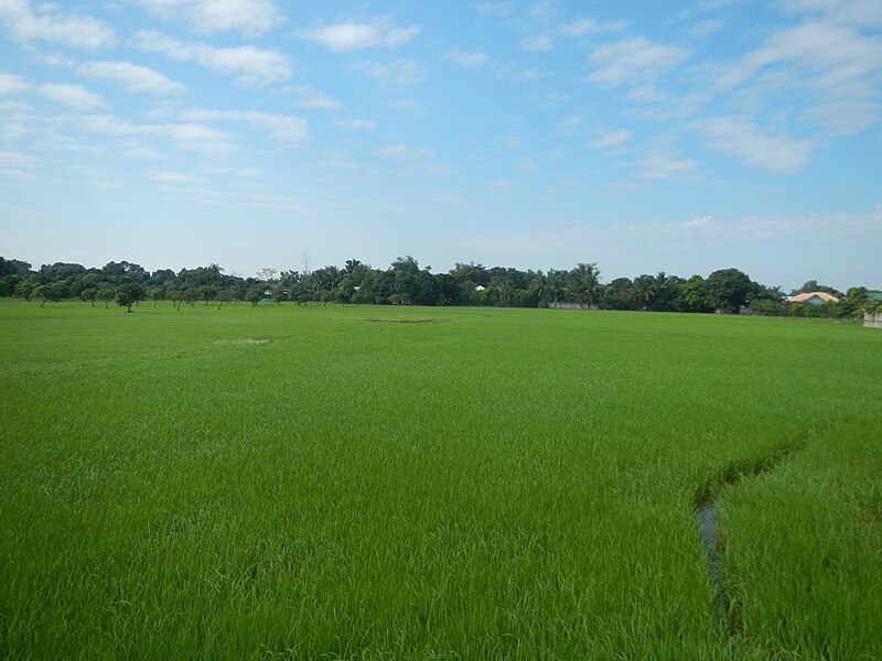 File:02358jfDalayap Rice Fields Roads Welcome Candaba Pampangafvf 03.JPG