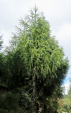 118 Larix griffithii, Chelela to Paro, Bhutan.jpg