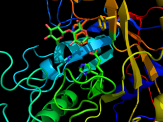 Glycosynthase