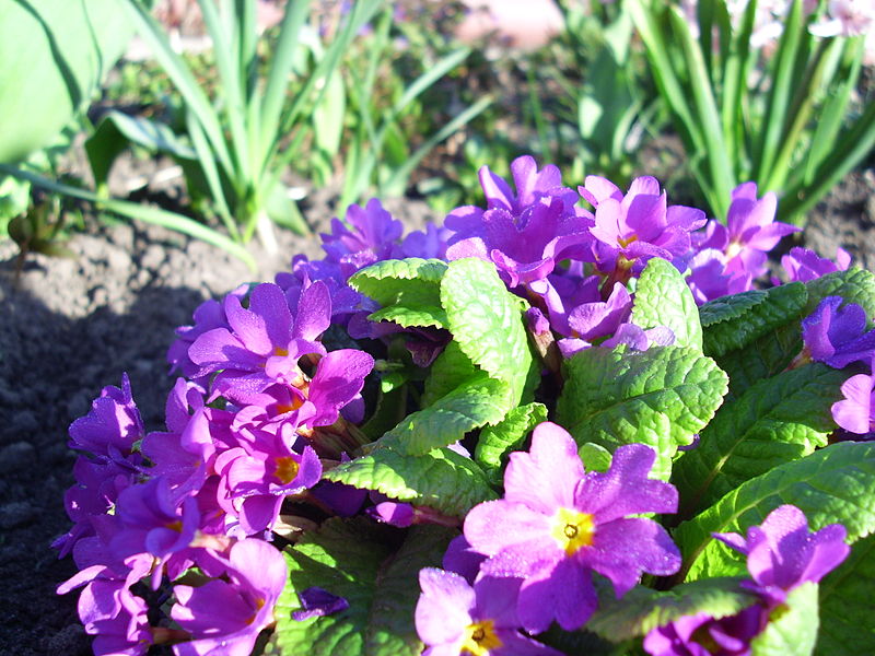 File:1Primula.JPG