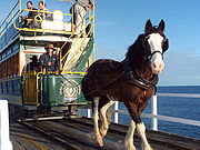 Clydesdale ciągnący tramwaj konny