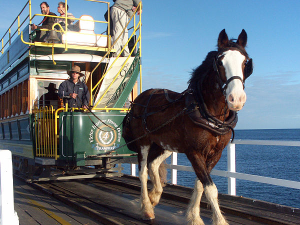 A horse-drawn tram on the causeway at Victor Harbor