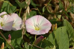 20050807-002-bindweed.jpg