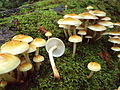 Hypholoma capnoides