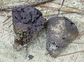 2012-06-23 Calvatia cyathiformis (Bosc) Morgan 231217.jpg