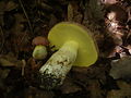 2012-08-24 Boletus fuscoroseus Smotlacha 253675.jpg