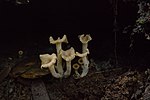 Miniatura para Craterellus excelsus